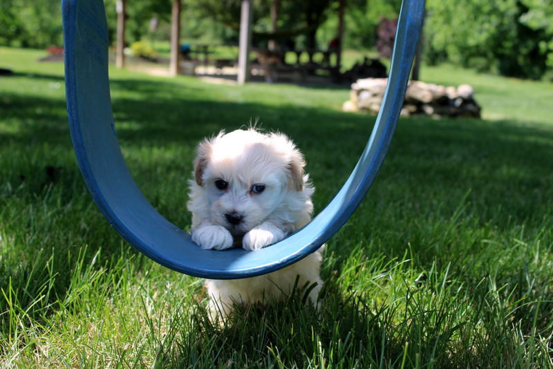 puppy, for, sale, Malsipoo, Matthew B. Stoltzfus, dog, breeder, Gap, PA, dog-breeder, puppy-for-sale, forsale, nearby, find, puppyfind, locator, puppylocator, aca